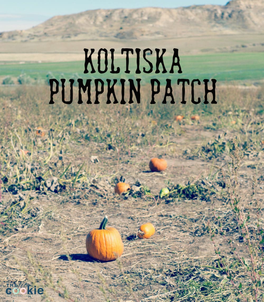 Pumpkin picking at the Koltiska Pumpkin Patch in Sheridan WY - @thefitcookie #wyoming #fall #family 