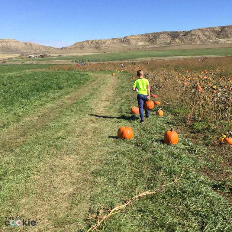 Koltiska Pumpkin Patch, Sheridan Wyoming • The Fit Cookie