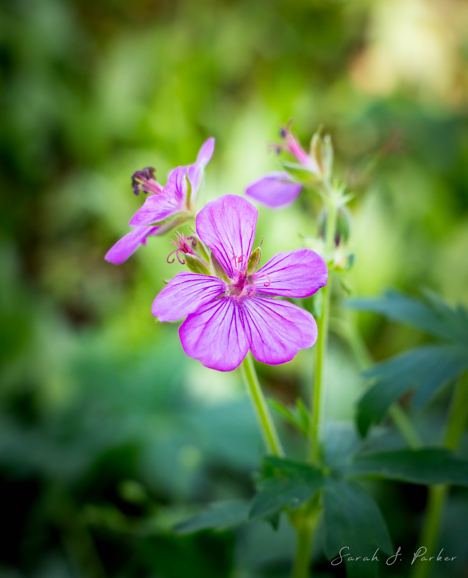 wildflowers found at garden creek falls outside of Casper, wy.