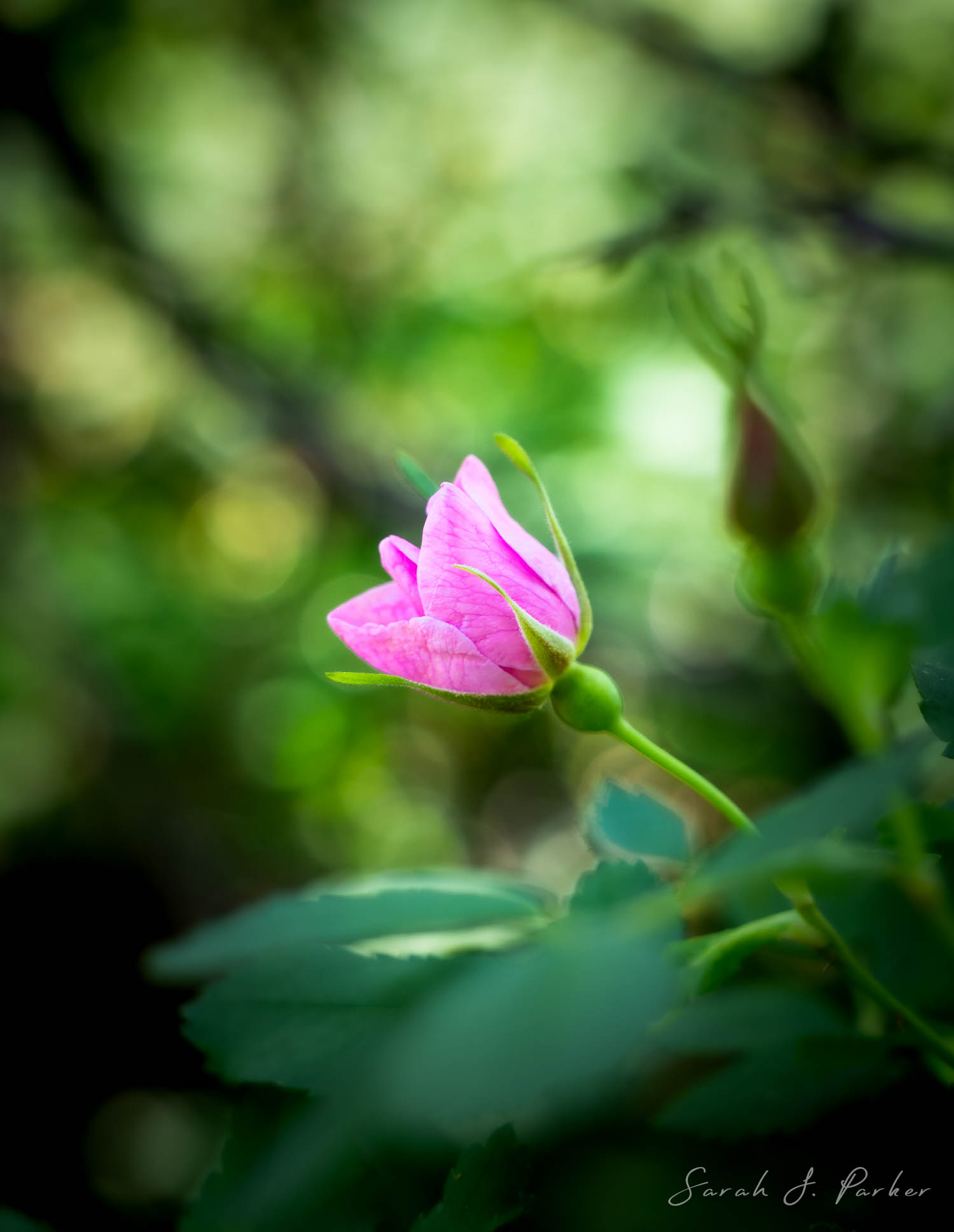 wild rosebud found at garden creek falls outside of Casper, wy.