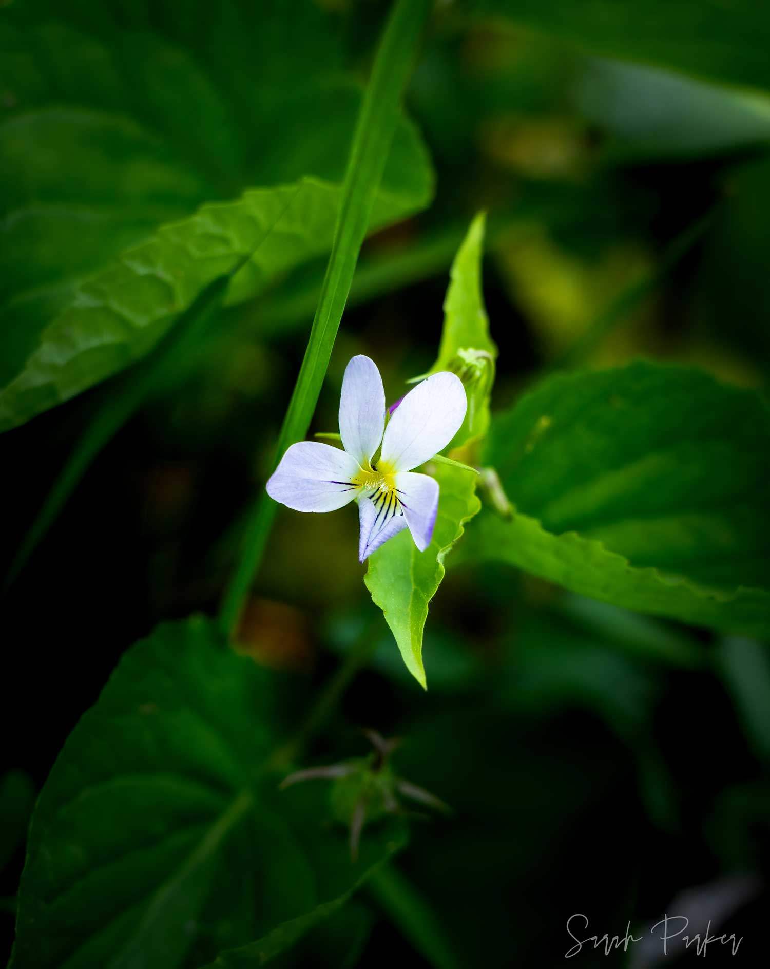 wildflowers found at garden creek falls outside of Casper, wy.