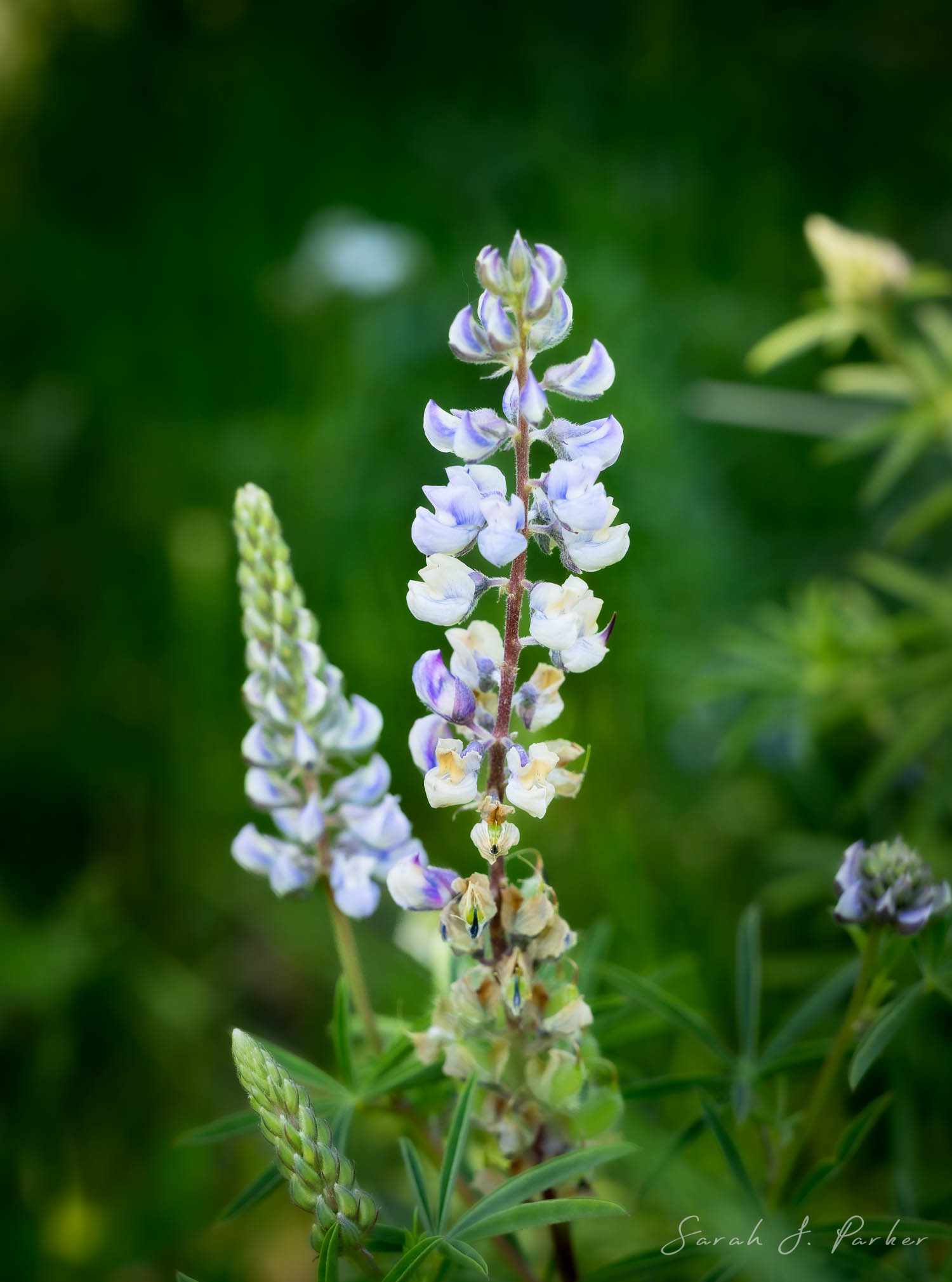 A tall lupine wildflower found at garden creek falls outside of Casper, wy.