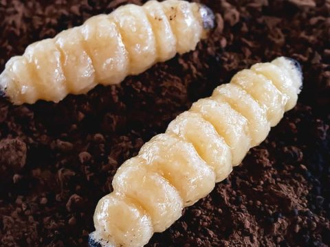 Image for Creepy Halloween Candy Creatures with Marzipan