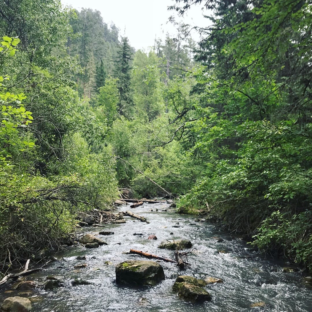 creek in the forest in Spearfish Canyon