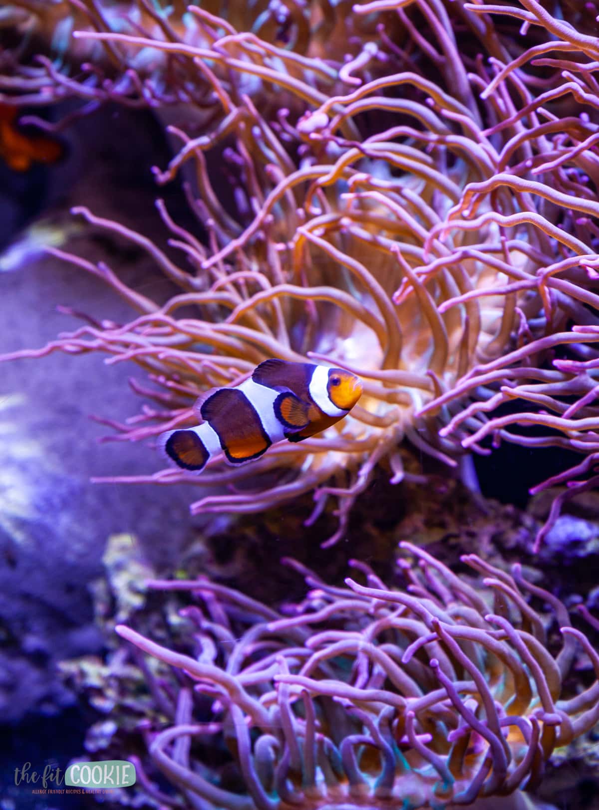 clown fish next to purple anemones 