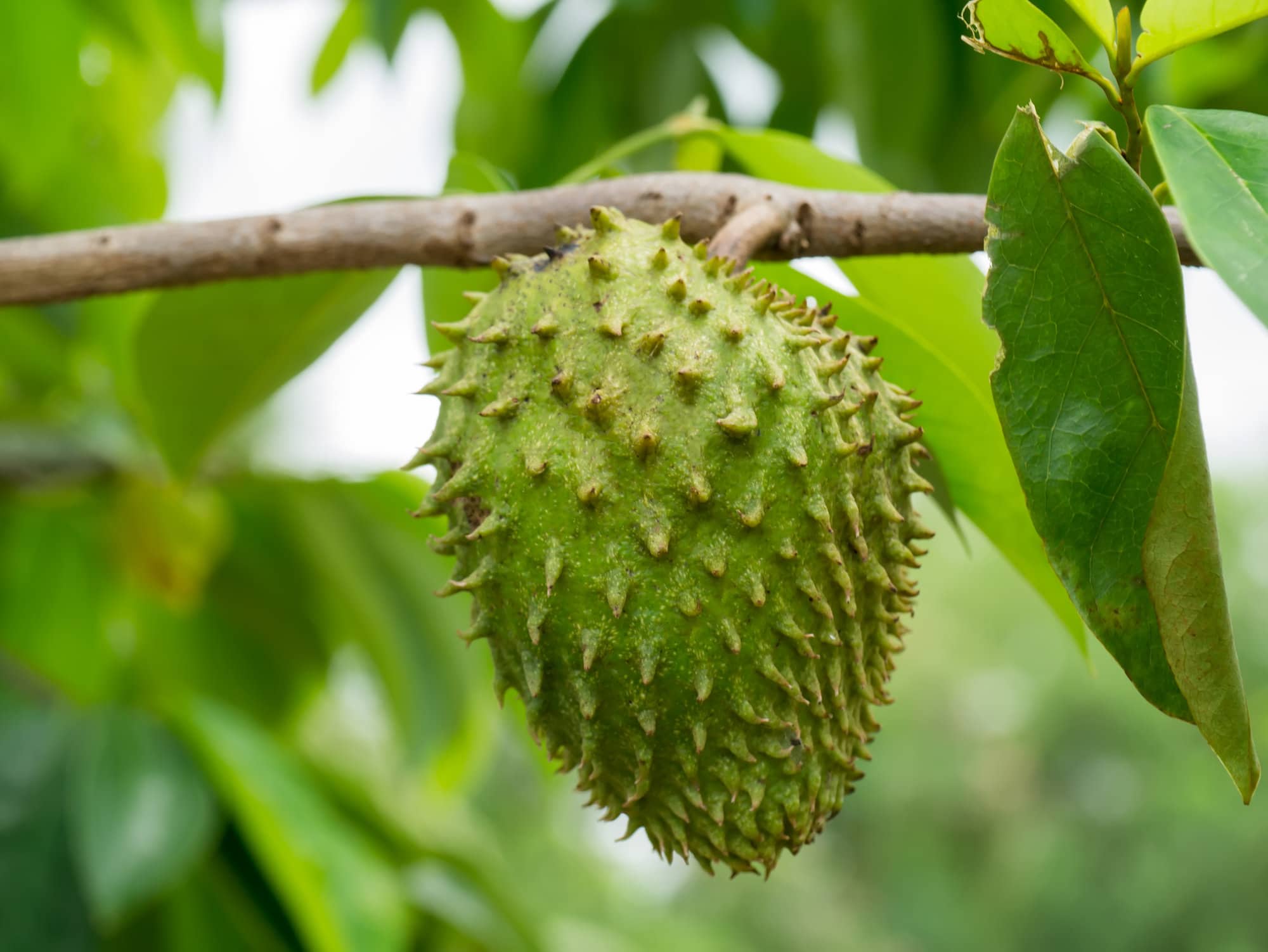 soursop/guanabana fruit growing on a tree. 