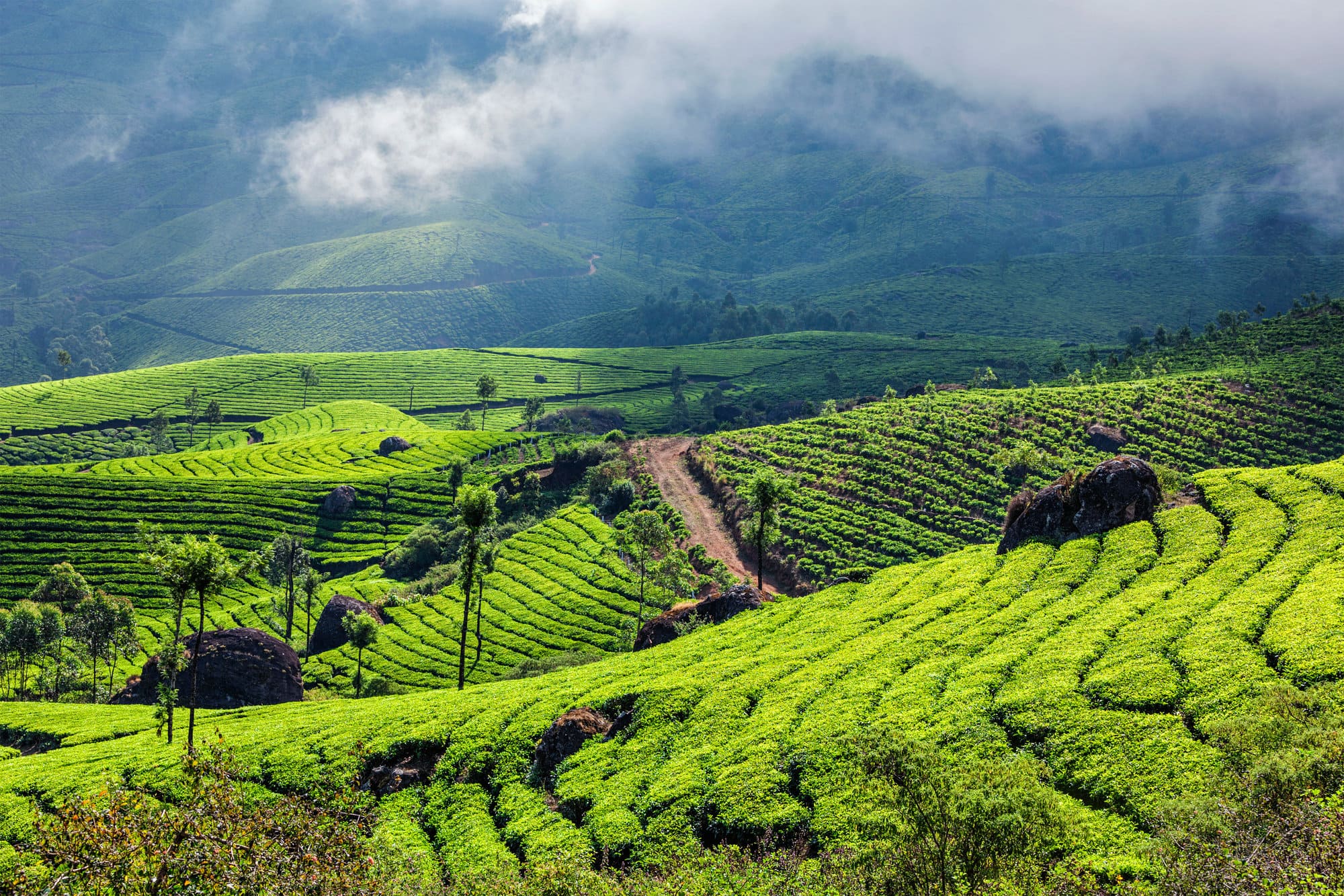 photo of mountain tea plantation in india. 