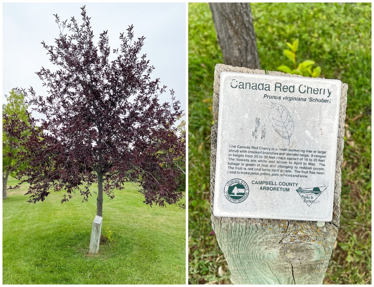 A picture of a tree and a sign that says canada red chokecherry.
