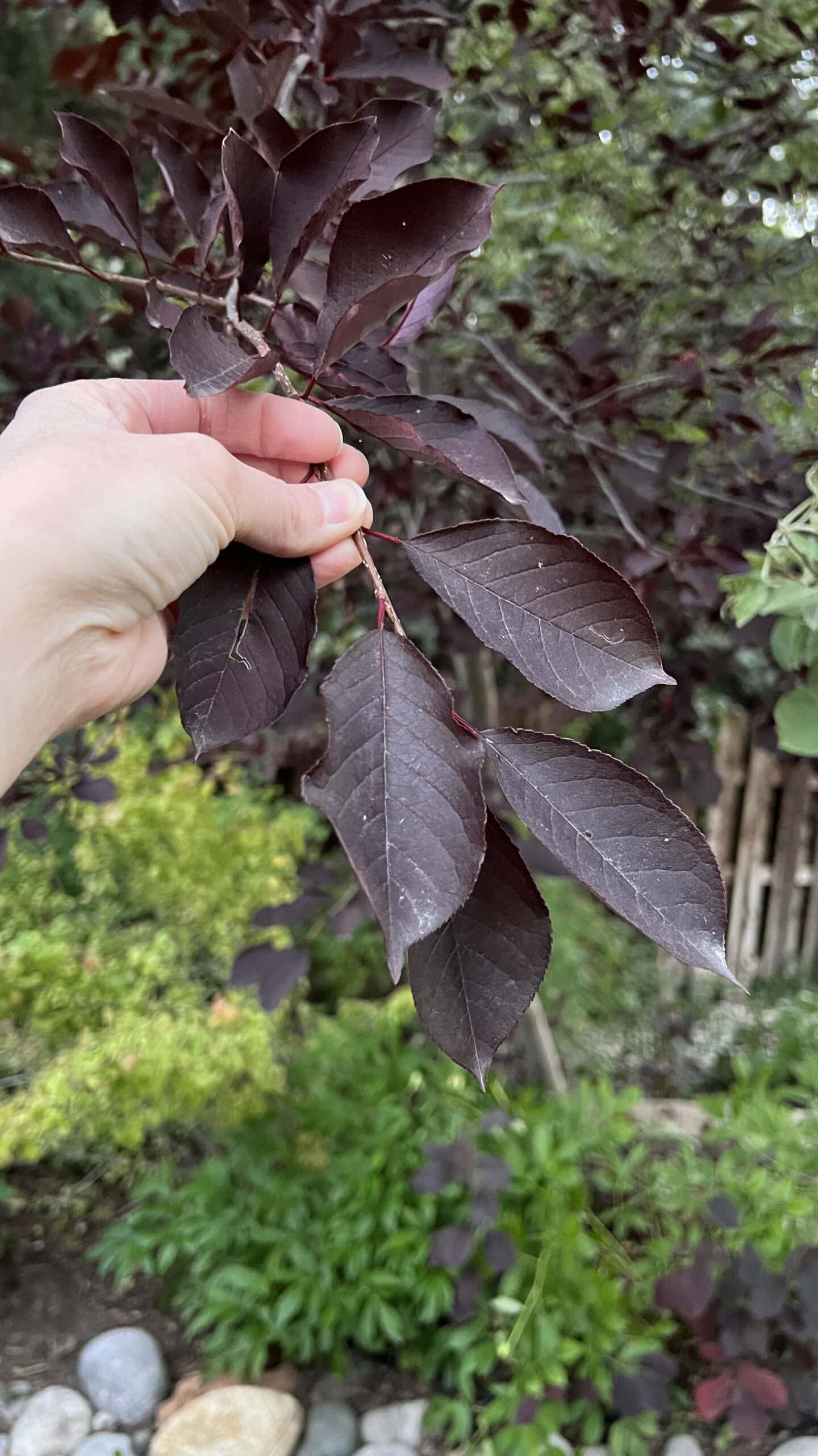 A person holding a branch of a canada red chokecherry tree with purple leaves.