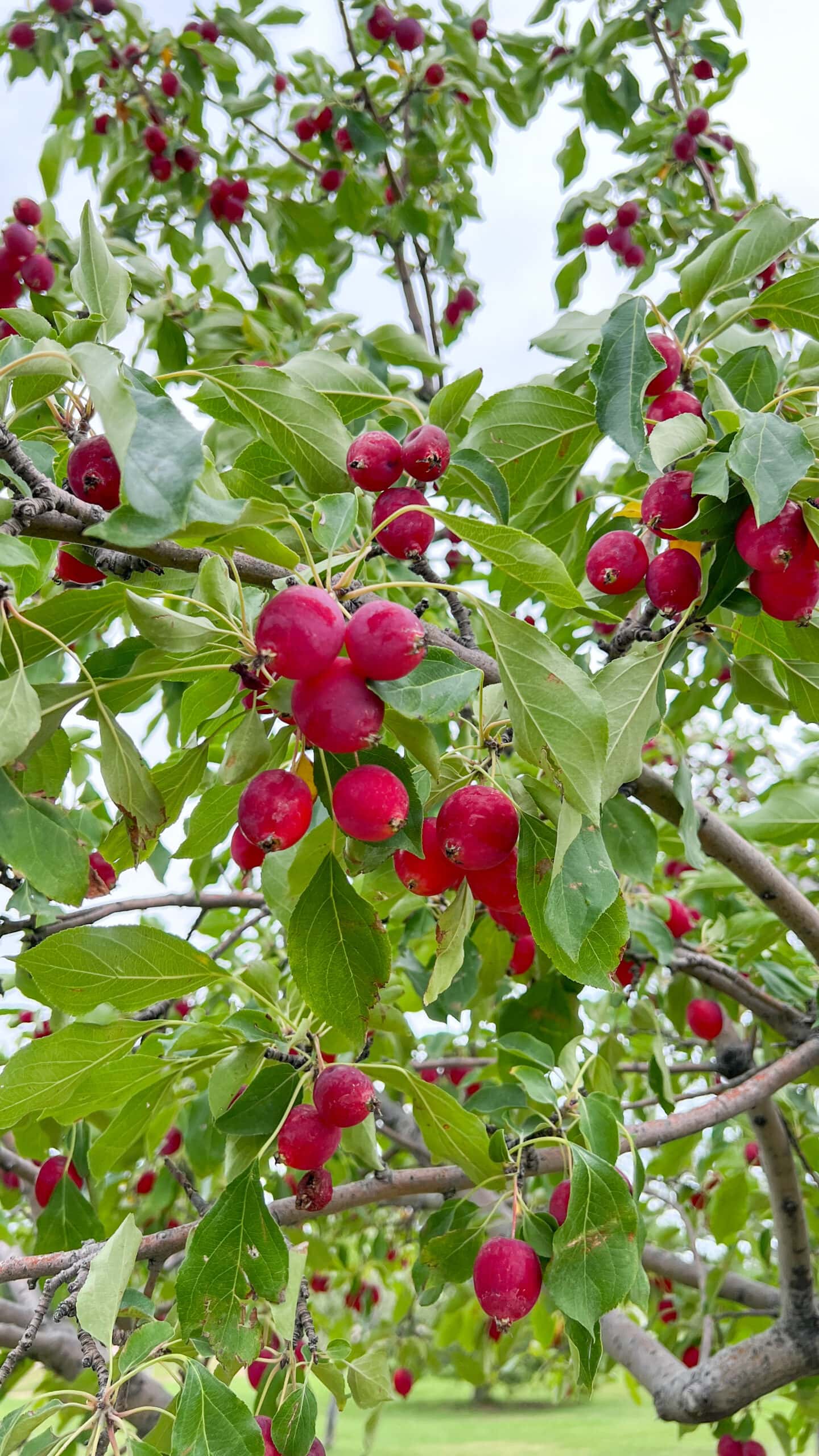 A dolgo crabapple tree with an abundance of red crabapples on it.
